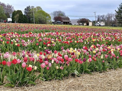Rhode Islands Wicked Tulips Will Let You Frolic In The Flowers