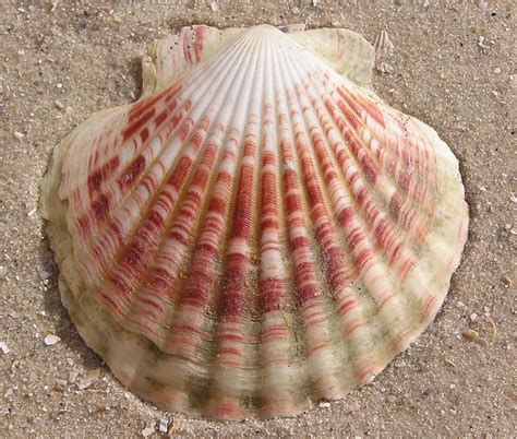 Mollusca. The molluscs or mollusks, compose a large phylum of