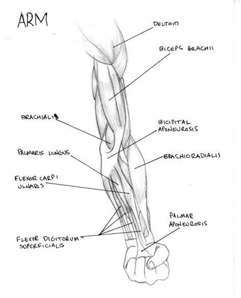 Muscle Arm Diagram Muscle Arm Diagram Arm Muscle Diagrams Printable