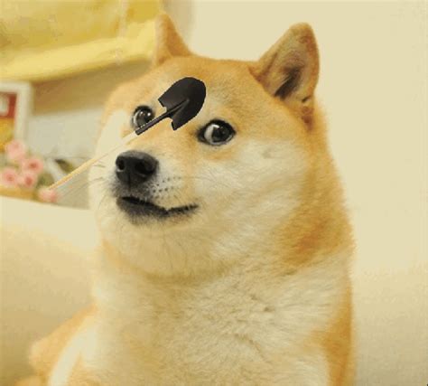 Tan akita dog, doge, memes, face, full frame, large group of objects. *GRAPHIC* Shovel Dog