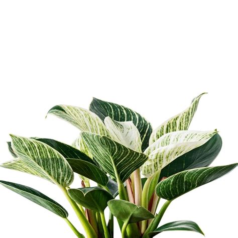 Philodendron Birkin Care And Propagation Tips You Need To Know