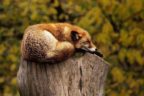How And Where Do Foxes Sleep All About Fox Sleeping Behavior