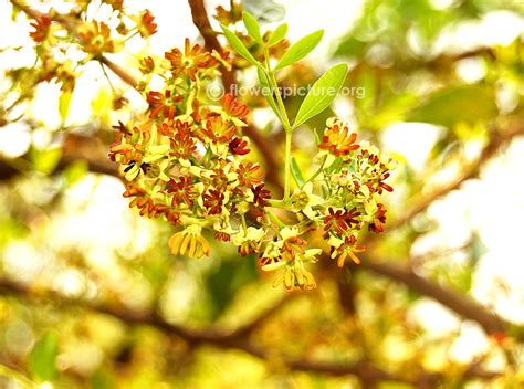 Wood apple | Limonia acidissima