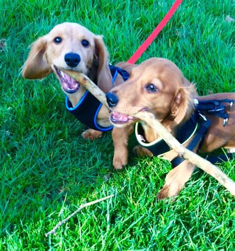 Milo And Brodie The Miniature Longhair Dachshunds Dachshund Dog