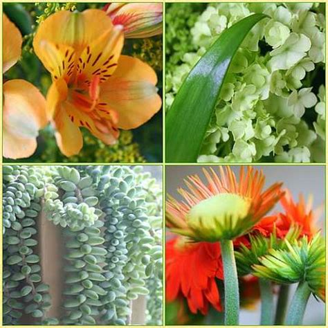 Домашние комнатные цветы: разнообразие видов и правила ухода за растениями