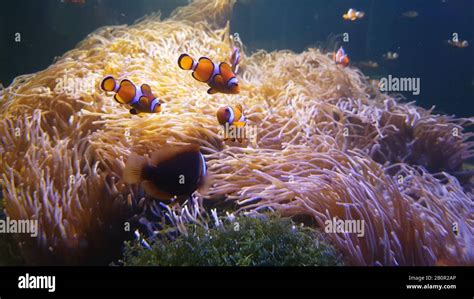 Nemo Clown Fish Swimming In The Sea Anemone On The Colorful Healthy