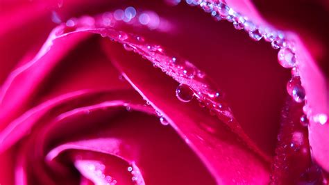 Download Wallpaper 3840x2160 Rose Flower Petals Drops Macro Pink