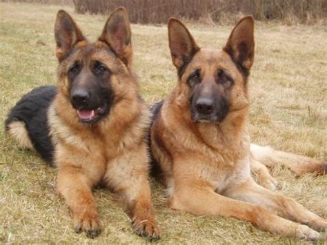 Best food for german shepherd puppy in india. Best Non-Indian Dogs Breeds To Own in India