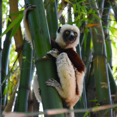 Lemurs Park Antananarivo Madagascar Anne Travel Foodie