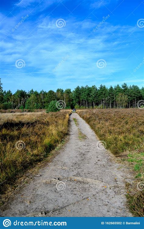 Autumn In North Brabant Landscape With Kempen Forest And Moorland In