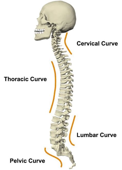 The Bodys Proper Spinal Alignment Achieved Through Chiropractic Repair