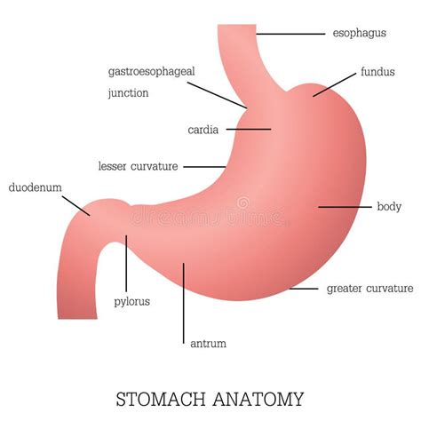 Estructura Y Función Del Sistema De La Anatomía Del Estómago
