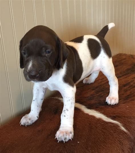 German Shorthaired Pointer Puppies For Sale Wimberley Tx 244210