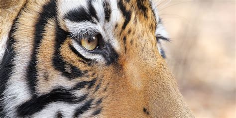 Bengal Tiger Eye Close Up • Indian Wildlife Photographs Prints