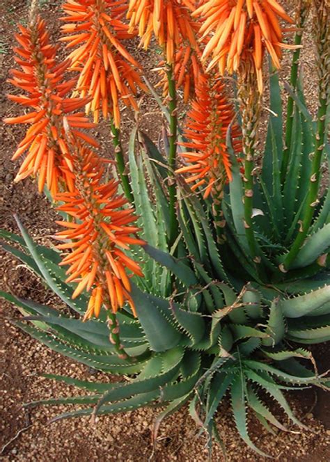 Safari Orange Aloe Aloe Hybrid Andora Pp 28003 Monrovia Plant
