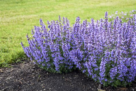 Intense blue flowers reach right down to the soil! 'Cat's Pajamas' - Catmint - Nepeta hybrid | Proven Winners