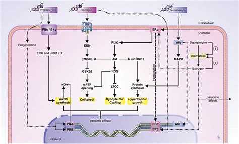 Sex Hormones In The Cardiovascular System