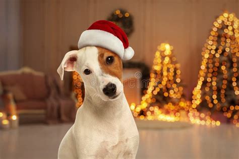 Jack Russel Terrier Dog With Santa Hat And Room Decorated For Christmas