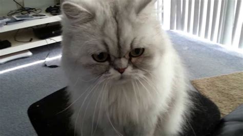 Talented Cat Very Smart Cat Sophie Persian Cat Can Do Tricks Youtube