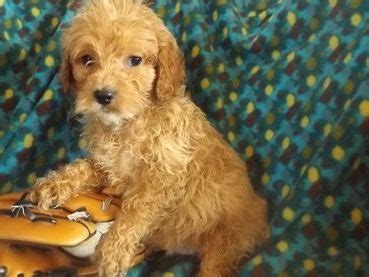We only breed 1st generation cockapoos that have a proven akc. Cockapoo Puppies For Sale | Jacksonville, FL #254390