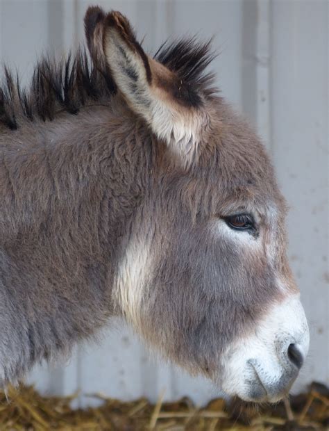 Pin On Island Farm Donkey Sanctuary