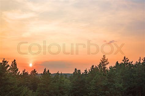 Beautiful Sunset Over A Pine Forest Stock Image Colourbox
