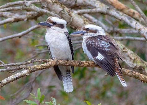 Top 9 Spooky Birds K 12 Education