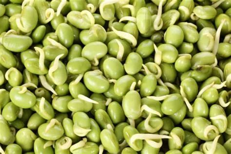 Lima Beans Vs Fava Beans Greedy Gourmet