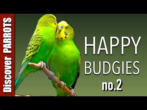 Happy Budgies Budgerigar Sounds To Play For Your Parakeets Discover Parrots Youtube