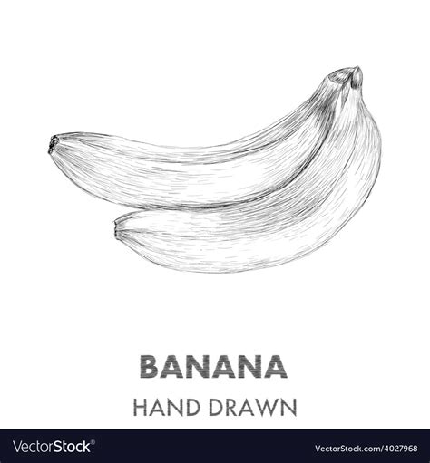 Sketch Of Banana Hand Drawn Fruit Collection Vector Image