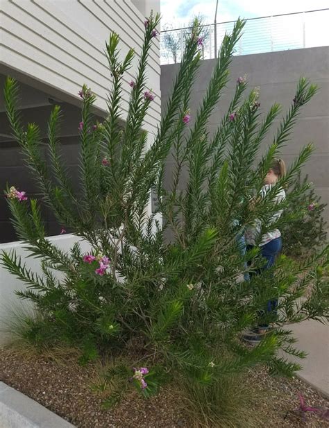 Tall Flowering Trees Zone 5