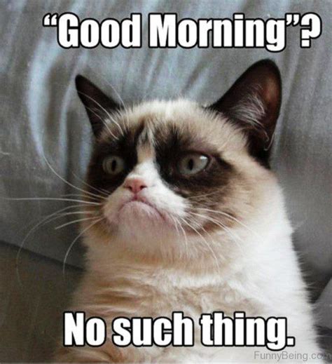 80 Good Morning Memes To Kickstart Your Day Grumpy Cat Grumpy Cat