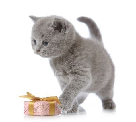 Silver Shaded British Shorthair Kitten | British shorthair, British shorthair cats, British ...
