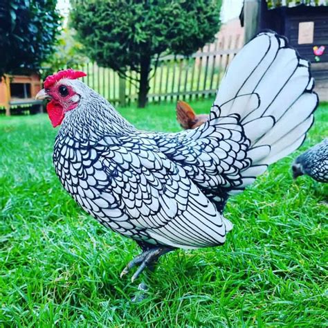 sebright chicken eggs height size and raising tips