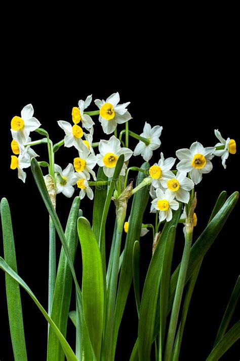 Queste piante hanno foglie composte e fiori piccoli e riuniti in infiorescenze. Narciso - I Narcisi Sono Piccoli, Bianco Ed Hanno Un Aroma ...