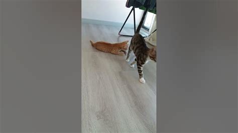Kedi Videolari Komik Kedi Videolari En Komik Kedi Videoları Shorts Komik Konusan Kediler