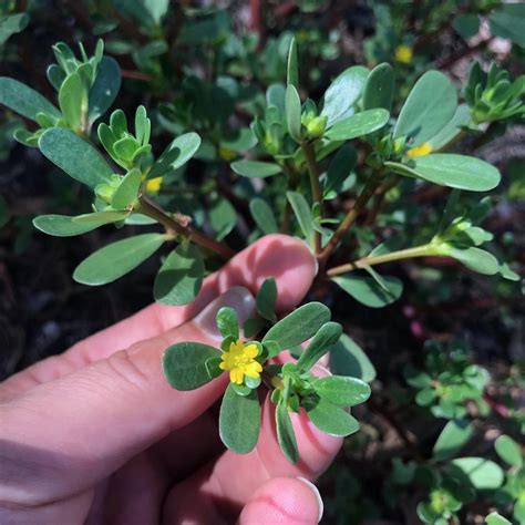 Purslane The Summer Edible Weed That Gives So Much — Wild Plants