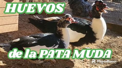 La Pata Muda Ha Puesto Huevos Vamos A Ver Si Los Incuba Youtube