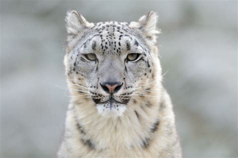 Snow Leopard Portrait Flickr Photo Sharing