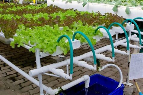 Hydroponic Drip System Uses Types Set Up And More