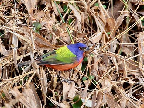 Painted Bunting Ebird