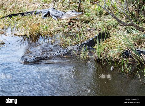 Florida Alligator In Everglades Close Up Portrait Stock Photo Alamy