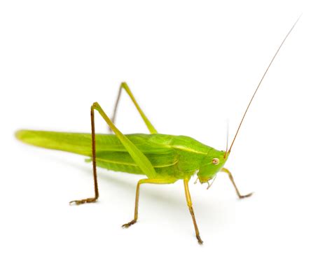 Cricket powder, cricket fortified flours and other high protein insect powders for sale, trusted manufacturer since 2003. Could Crickets Solve the World's Malnutrition Problem ...