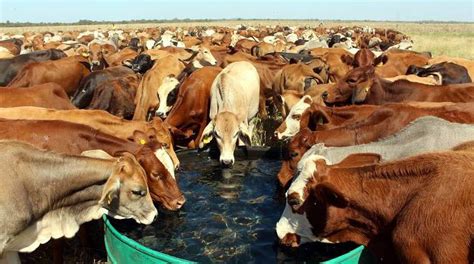President Launches Multi Million Dollar Cattle Project Today Zimbabwe