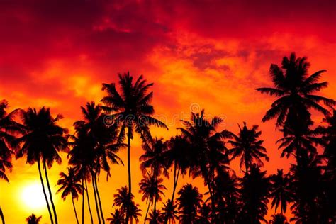 Sunset On Tropical Beach With Coconut Palm Trees Silhouettes Stock