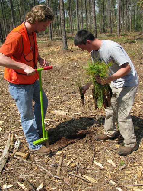 Tree Planting Contracts for Landowners: FAQs - Alabama Cooperative ...