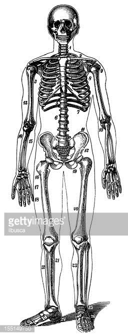 Human Skeleton Stock Clipart Royalty Free Freeimages