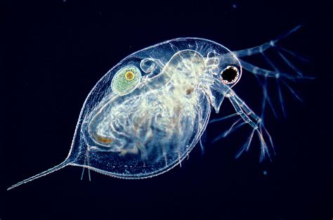 Young Female Water Flea Daphnia With Single Egg Nikons Small World