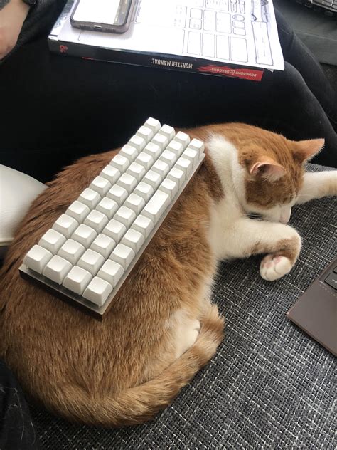 Keyboard On Cat Keyboardsoncats