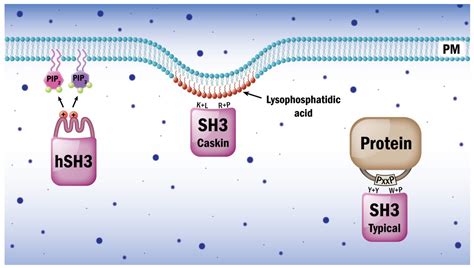 Cells Free Full Text Novel Roles Of Sh2 And Sh3 Domains In Lipid